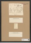 Diatomeae indet. (de-Toni-Nr.: Species 2969) Zeichnungen Sammlung Grunow Nr. 6055 (NHMW-BOT-W0374565)